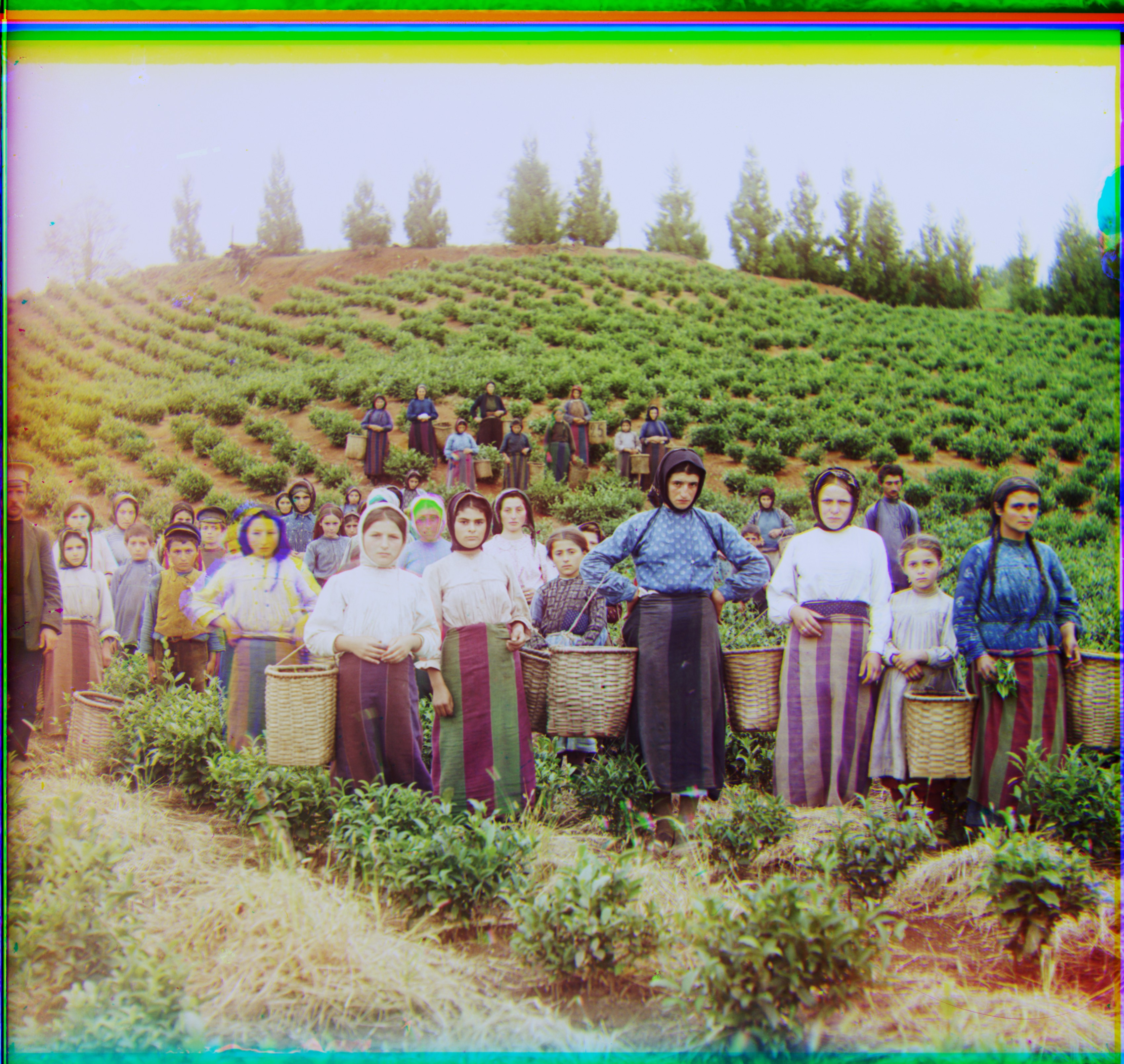 harvesters.jpg