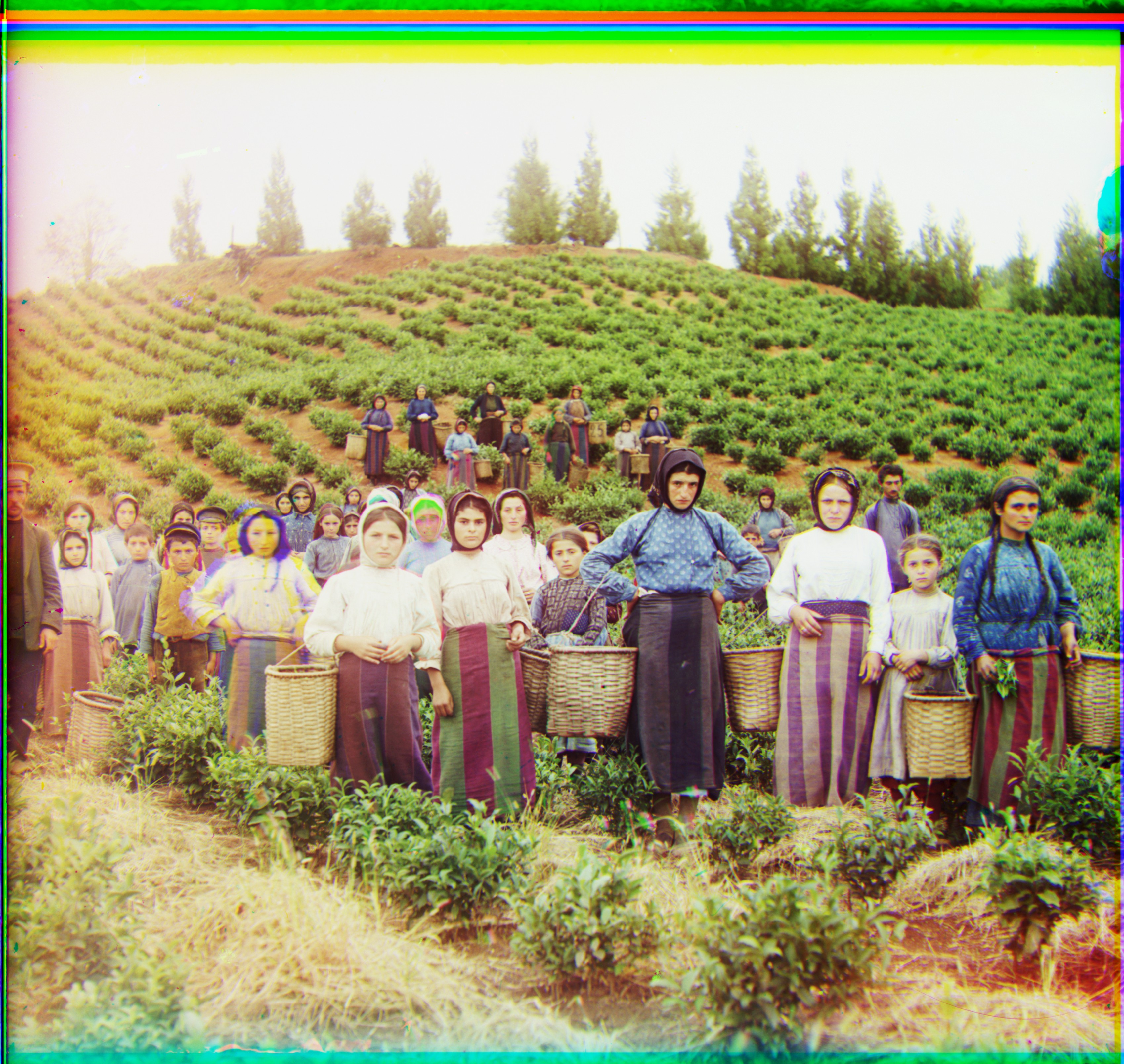 harvesters.jpg